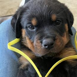 Rottweilers from Ketelhaus Rottweilers