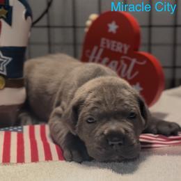 Miracle City Teal - Gray female Cane Corso puppy in Conroe, Texas from Miracle City