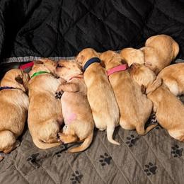 Pick 1 - Golden male Golden Retriever puppy in Post Falls, Idaho from Mountain View Goldens