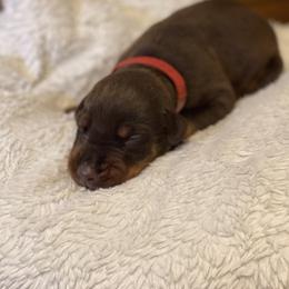 Sampson - Red and rust male Doberman Pinscher puppy in Boyd, Texas from Team Feem Breeders
