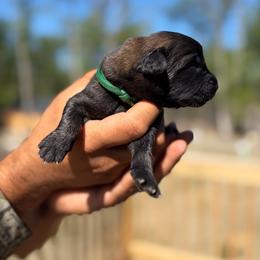 Green- Boy - Yellow male Leonberger puppy in Gilmanton, New Hampshire from Stonewall Leonbergers