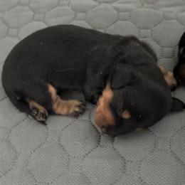 Dachshund puppies from JAM Doxies