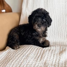 The Dreamer - Phantom female Goldendoodle puppy in Livermore, Colorado from Heritage Hills Family Doodles