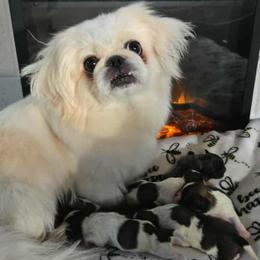 Daisy - Pekingese