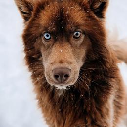 Khali - Red and white female Siberian Husky puppy in Solon Springs, Wisconsin from Snowfall Siberians