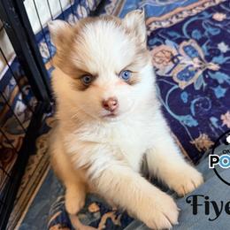 Fiyero - Red and white male Pomsky puppy in Eastman, Georgia from Once Upon A Pomsky