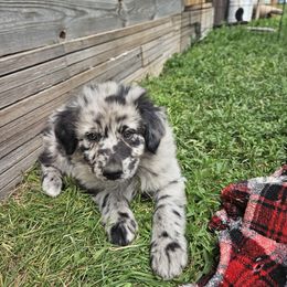 Nelson - Blue merle male Australian Shepherd puppy in Clarkston, Utah from 3am Riot Ranch