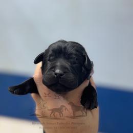 Light purple - Black female Labrador Retriever puppy in Beaverdam, Virginia from Riverside Sunset Labrador Retrievers
