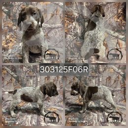 Girl 303125F06R - Liver and white female German Shorthaired Pointer puppy in Moyie Springs, Idaho from Wier Farms GSP