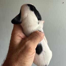 Boy 1 - Black and tan male Dachshund puppy in Paisley, Florida from Pantheon Dachshunds