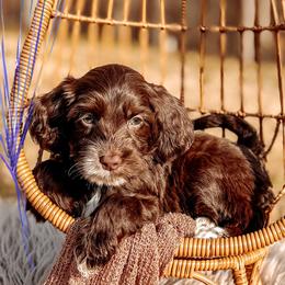 Booker - Chocolate male Australian Labradoodle puppy in Decatur, Alabama from Southern Meadows Doodles
