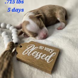 Nova - Cream male Havanese puppy in Trinity, Alabama from Tooties Cuties Havanese