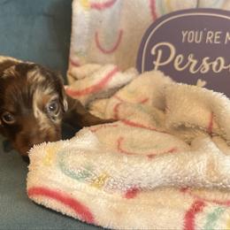Mars - Chocolate and tan male Dachshund puppy in Hudson, Michigan from Mittentail Kennel Miniature Dachshunds & Australian Shepherds