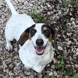 Addie - Dachshund