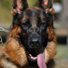 German Shepherd All Grown Up from Wind Dancer Kennels