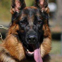 German Shepherd All Grown Up from Wind Dancer Kennels
