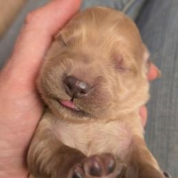 Gray - Apricot male Goldendoodle puppy in Neillsville, Wisconsin from Granton Creek