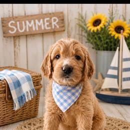 Huckleberry - Apricot male Goldendoodle puppy in Rocky Point, North Carolina from CelticDoods