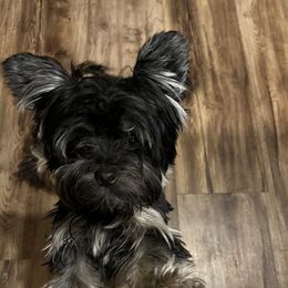 Teddy - Yorkshire Terrier