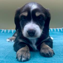 Isabel a.k.a. Belly - Chocolate and tan female Dachshund puppy in Hendersonville, North Carolina from Kim's Cove