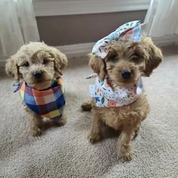French Bulldogs and Goldendoodles from Goldilock’s Goldendoodles