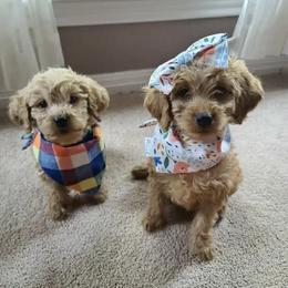 French Bulldogs and Goldendoodles from Goldilock’s Goldendoodles