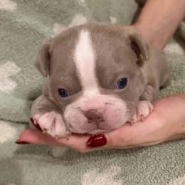 ACE - Lilac male Boston Terrier puppy in Anderson, South Carolina from Lola’s House of Bostons & Rescue