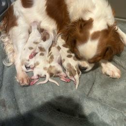 Molly - Blenheim female Cavalier King Charles Spaniel puppy in Paulden, Arizona from Nine Mile Cavaliers