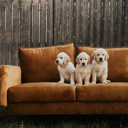 Golden Retriever Puppies from Rosemary Goldens