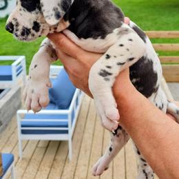 Suzie-Poo - Harlequin female Great Dane puppy in Princeton, Indiana from Phantasm Farms