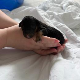Olive - Phantom female Poodle puppy in Haines City, Florida from Noelle Poodles