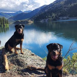 Rottweilers from Pine River Rottweilers