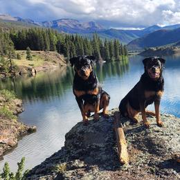 Rottweilers from Pine River Rottweilers