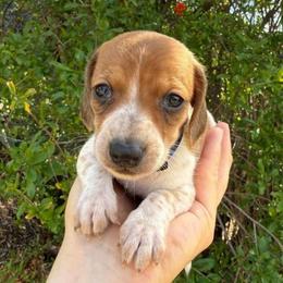 Puppy 2 - Red male Dachshund puppy in Riverside, California from Saddle Up Dachshunds