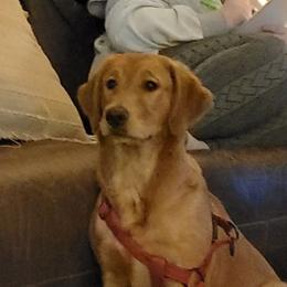 Lucy - Golden Retriever