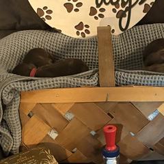 Boykin Spaniels from Southern Kennels