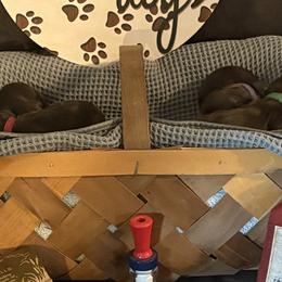 Boykin Spaniels from Southern Kennels