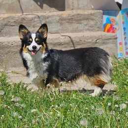 Zuri Zenobia - Pembroke Welsh Corgi