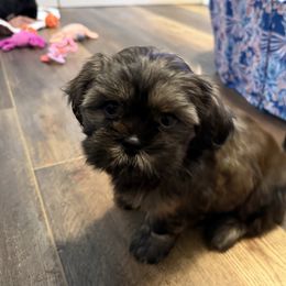 Rolo - Black female Shih Tzu puppy in Sherman, Texas from Shannon’s Sweet and Sassy Shih Tzu’s