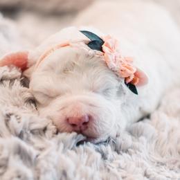 Babs - Parti female Goldendoodle puppy in Lima, Ohio from Hommel’s Mini Darling Doodles