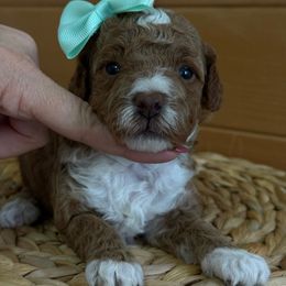 Z Pink Girl - Red  female Goldendoodle puppy in Lewisville, Texas from Texas Goldendoodle Lovers