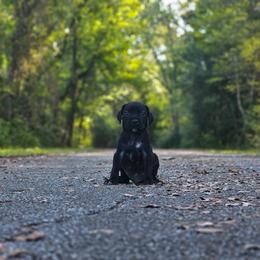 Vermithor (Brown Collar) - Black male Cane Corso puppy in Houston, Texas from Zenith Cane Corso