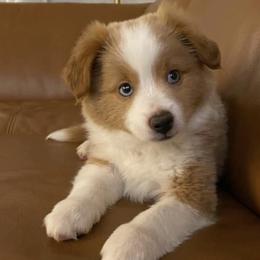 Toy Australian Shepherds from Toys with Tails