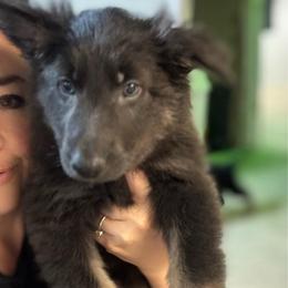Nova - Blue female German Shepherd puppy in Barnhart, Missouri from Combat Creek German Shepherds