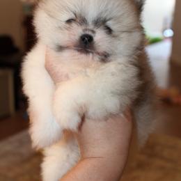 Sonic - Orange parti male Pomeranian puppy in El Paso, Texas from Texas quality pomeranians