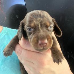 MonkeyShine - Chocolate and tan female Dachshund puppy in Bigfork, Minnesota from Dachshunds Up North