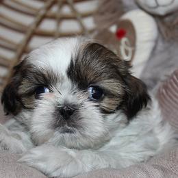 Girl 4 - Gold and white female Shih Tzu puppy in Craig, Colorado from Rocky Mountain Shih Tzus and Dry Creek Miniature Dachshunds