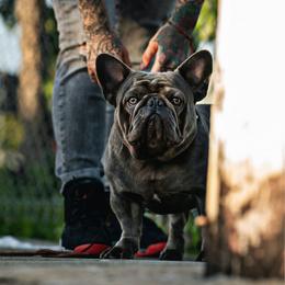 Max B - French Bulldog