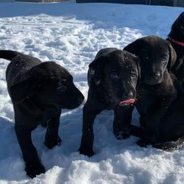 Labrador Retrievers from Alisha Voje's Labrador Retrievers