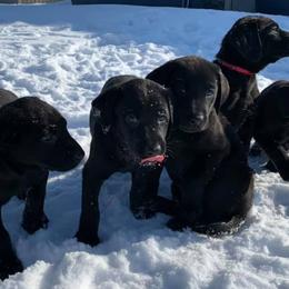 Labrador Retrievers from Alisha Voje's Labrador Retrievers